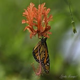 Wildlands 12-07-2020