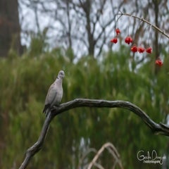 dsc_25963.jpg
