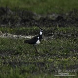 DSC_70132.jpg