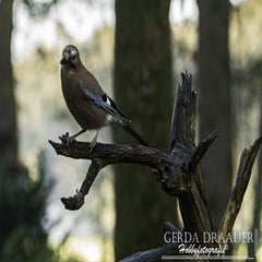 dsc_67152.jpg