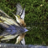 DSC_62492.jpg