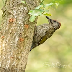 dsc_26283.jpg