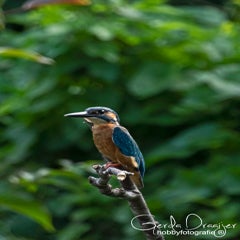 dsc_40592.jpg