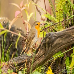 dsc_98713.jpg
