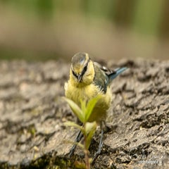 dsc_33352.jpg