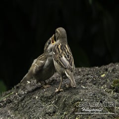 dsc_12212.jpg