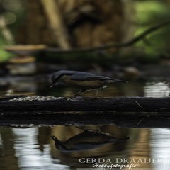 dsc_69062.jpg