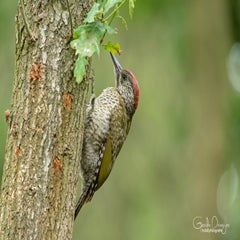 dsc_26583.jpg