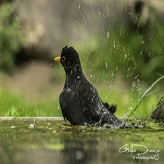 dsc_12692.jpg