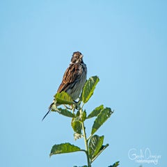 dsc_37032.jpg