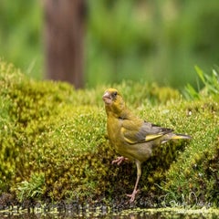 dsc_33382.jpg