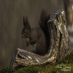 dsc_94622.jpg