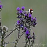 putter, Lofar, 17-06-2020