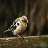 DSC_51502.jpg