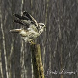 DSC_57492.jpg
