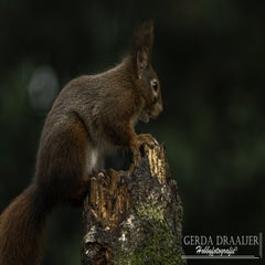 dsc_80622.jpg