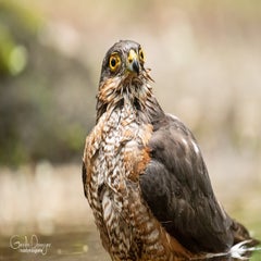 dsc_24133.jpg
