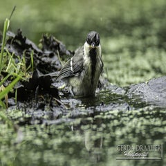 dsc_12142.jpg