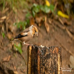 dsc_58562.jpg