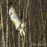 DSC_6106-2.jpg