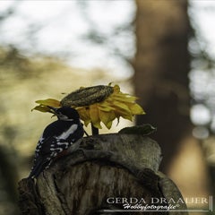 dsc_69032.jpg