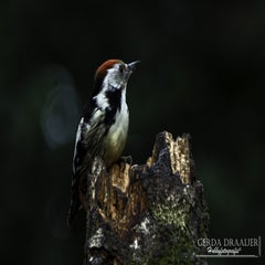dsc_79782.jpg