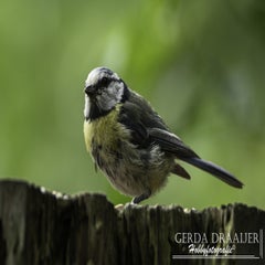 dsc_12032.jpg