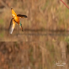 dsc_27883.jpg