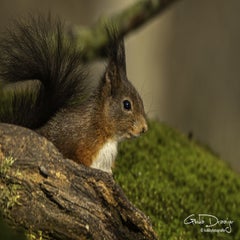 dsc_94742.jpg