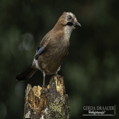 dsc_81492.jpg