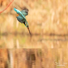 dsc_28253.jpg