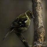 DSC_70372.jpg