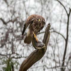 dsc_25133.jpg