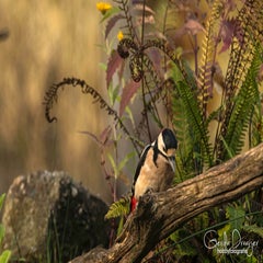 dsc_00633.jpg