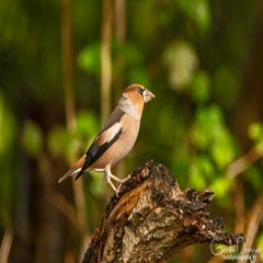 dsc_60622.jpg