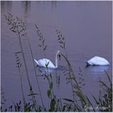 zwaan, Lofar ,17-06-2020