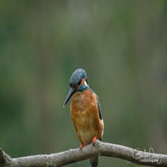 dsc_16533.jpg