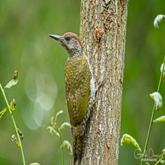 dsc_26773.jpg