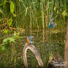 dsc_33722.jpg