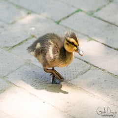 dsc_08093.jpg