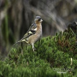 DSC_61702.jpg