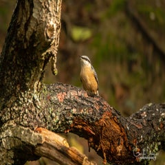 dsc_58222-1.jpg