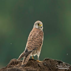 dsc_28842.jpg