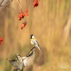 dsc_27033.jpg