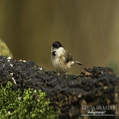 dsc_81152.jpg