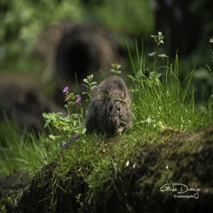 dsc_11732.jpg