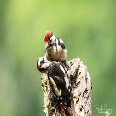 dsc_17633-1.jpg