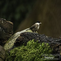 dsc_81682.jpg