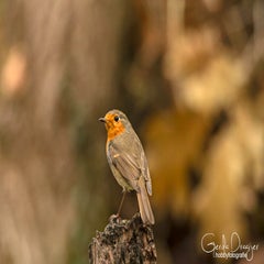 dsc_83833.jpg