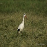 Lofar